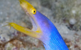 blue-ribbon-eel