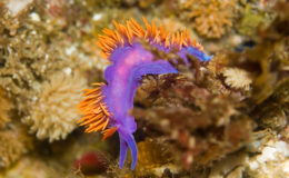 nudibranch