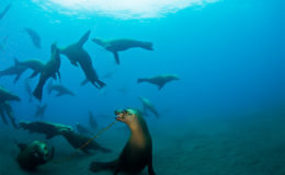 sea-lion-party